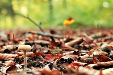 feuille foret champignon