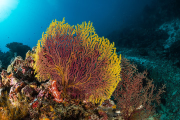 Naklejka na ściany i meble sea fan on the slope of a coral reef