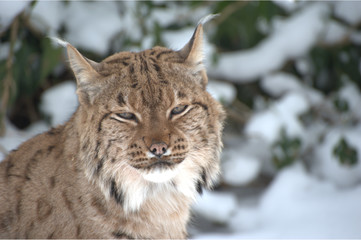 Männlicher Luchs