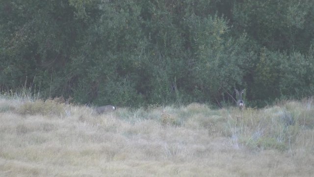 Two deers walking around at Palomar Mountain State Park, California, United States