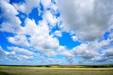 Fototapeta na wymiar Buckwheat field under cloudy blue sky summer day