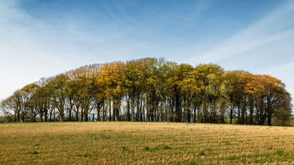 Fototapeta premium Autumn Trees