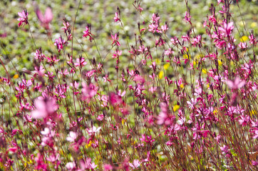 Naklejka premium beautiful summer flowers background