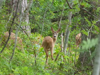 Wild roe deer in the forest of Finland