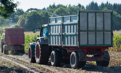 Maisernte, Maishäcksler in Aktion, Erntewagen mit Traktor