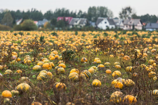 Pumpkin field on organic farm