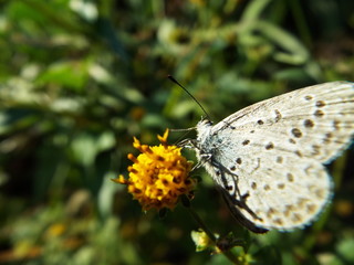 ヤマトシジミ blue