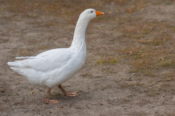Naklejka na ściany i meble Big white domestic goose walking on the ground at autumnal season