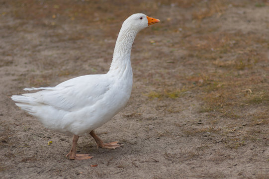 Big white domestic goose walking on the ground at autumnal season