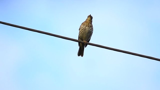  song of a Song Thrush (Turdus philomelos) in the nature the movie for the 50th seconds