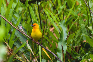 Taveta Golden Weaver