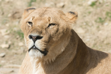 Naklejka premium Löwenweibchen