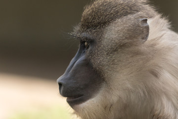 Drill - Mandrillus Leucophaeus