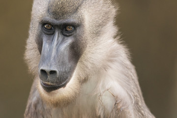 Drill - Mandrillus Leucophaeus