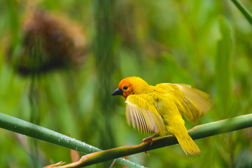 Taveta Golden Weaver