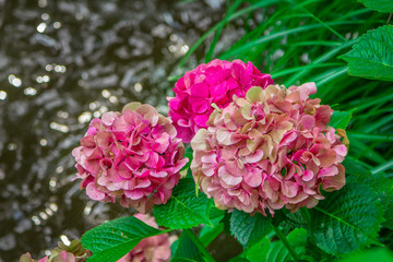 Blooming hortensia bush with beautiful pink flowers, growing on a pond shore, with water on background. Hydrangea macrophilla. 

