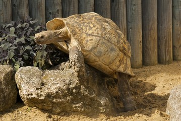 Obraz premium Galapagos Giant Tortoise at Africa Alive, Lowestoft.