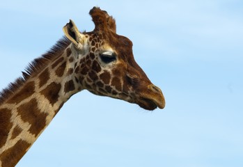 Naklejka premium Giraffe at Africa Alive, Lowestoft.