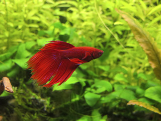 Luchador de Siam, pez en su entorno natural rodeado de vegetaci&oacute;n subacu&aacute;tica.