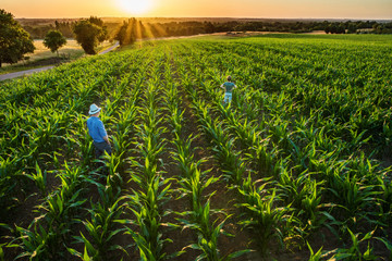 Top view. A farmer and his son standing in a cornfield at sunset.