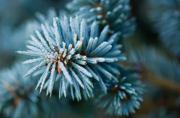 branches of blue spruce covered with morning frost on a blue natural background
