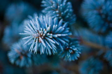 Naklejka na ściany i meble branches of blue spruce covered with morning frost on a blue natural background 