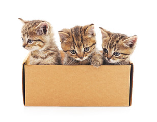 Kittens in the box.