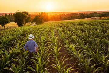 Fototapeta premium A farmer standing in his cornfield at sunset watching his crop