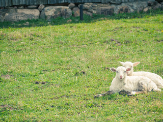Obraz premium Pair Of Lambs Resting On Grass