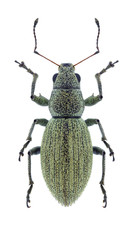 Beetle Eusomus ovulum on a white background