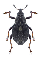 Beetle Rhinoncus perpendicularis on a white background
