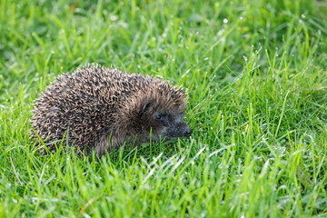 junger Igel im Herbst (Erinaceidae)