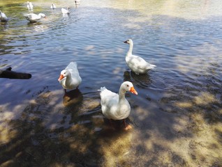 Paseo 