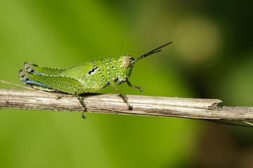 Image of green grasshopper (Acrididae) on dry branches. Insect Animal