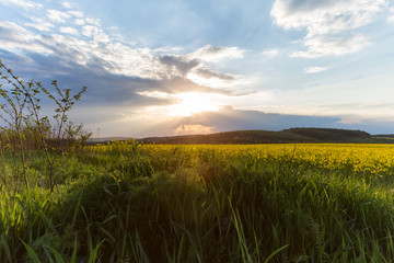 landscape, Ukrainian landscape, sunset in the field, apple blossom