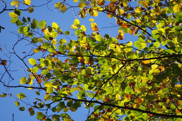 Green and yellow leaves with blue sky in background