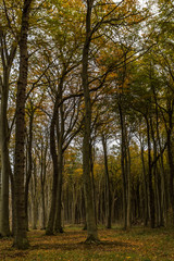 Obraz premium Gespensterwald Nienhagen