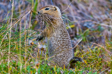 Arctic Ground Squirrel