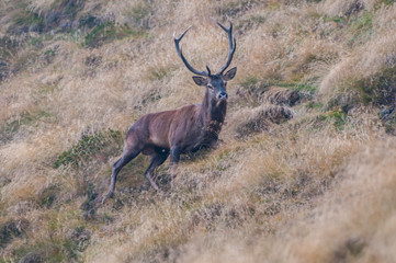 Cervo maschio in amore