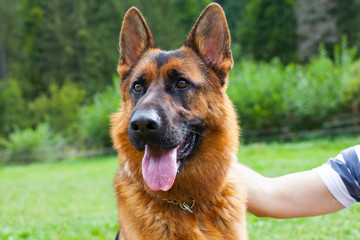 German shepherd herding dog breed