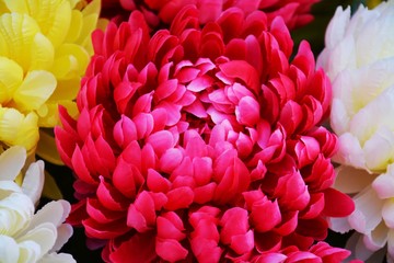 Pink and colorful flowers, natural background