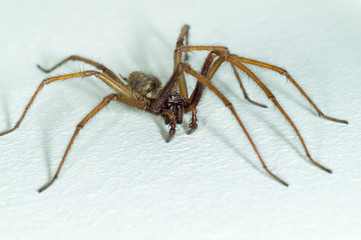 a big large male giant house spider on a white wall