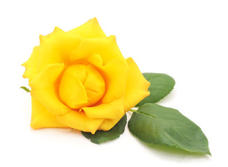 Yellow rose.