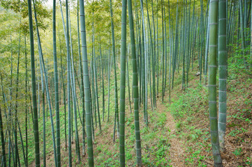 Fototapeta na wymiar Green Bamboo Forest In China