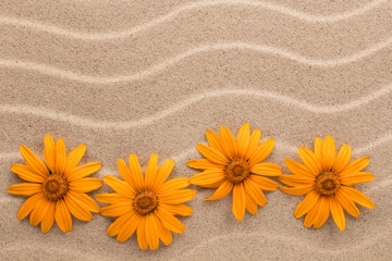 Zigzag from yellow daisies with space for text. View from above.