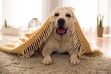 Fotobehang Hond Leuke hond in huis