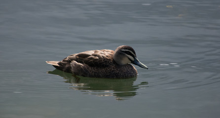 A duck going for a morning Spring swim