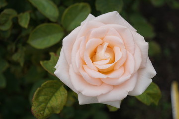 rose