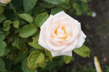 rose