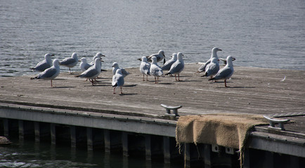 Seagulls enjoying Spring morning sunshine